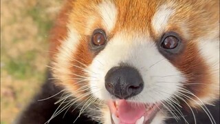 Hanya kucing yang sedikit lebih besar kok