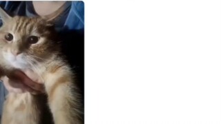 😆 ما مدى ثقة القطط في الحرم الجامعي بالطلاب الجامعيين؟