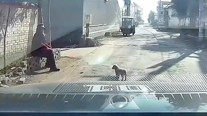 The puppy had the worst luck—it even flew up!