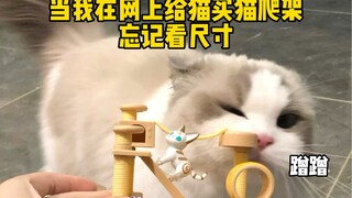 Ketika saya membeli bingkai panjat kucing untuk kucing saya secara online, saya lupa memeriksa ukura
