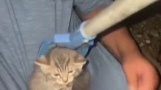 Cat Mom: Huh? Do I want one too?