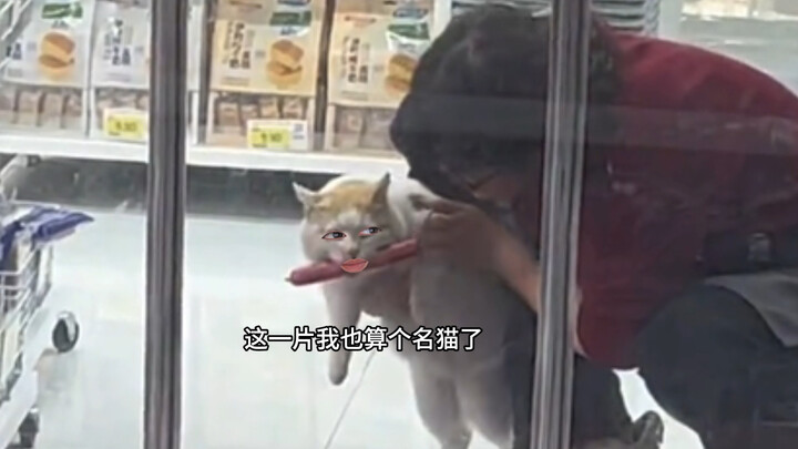 猫咪：这样搞得我很没面子