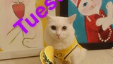 Tái hiện lại meme LeBron James Taco Tuesday với bé mèo