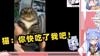 日本猫猫看同类被吃掉的反应 笑个不停