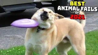 Best Animal Fails of 2021 | Funny Animal Videos | Funniest Animals 2021