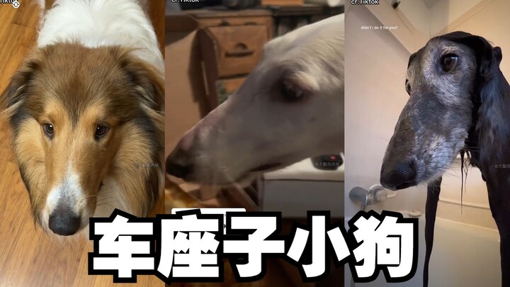 Apa yang muncul di video ini? A. Pensil B. Jok mobil C. Anak anjing