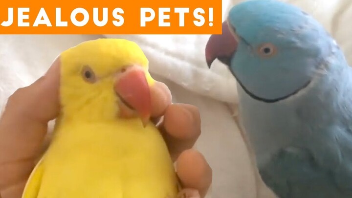 Funniest Jealous Pets Ever Compilation 2018 | Funny Pet Videos