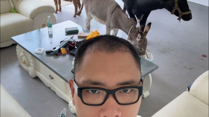 طردني الخنزير من المنزل، هل تصدق ذلك؟