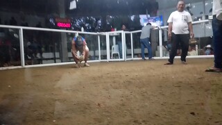 Dupaya cock Fight #second Fight Win❤️
