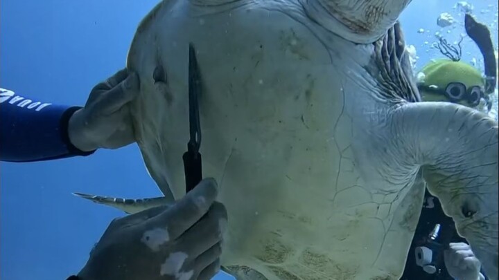 Does cleaning barnacles from sea turtles hurt them?