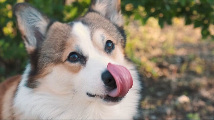 Why Does My Dog Kick Its Back Legs After Pooping?