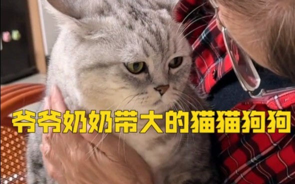 “Cats and dogs raised by grandparents back in the day”