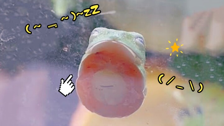 【ضفدع الشجرة】 أيقظ ضفادع نائمة من حلمها