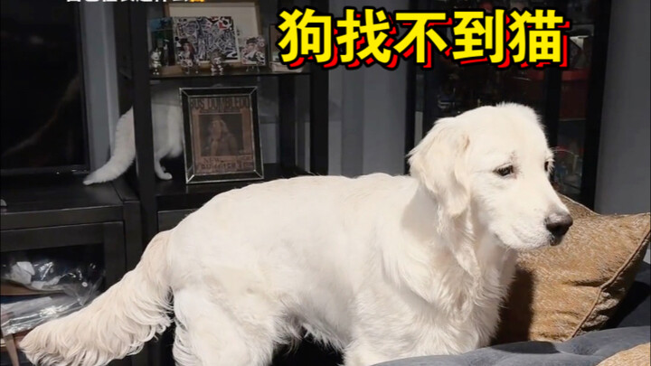 Tom and Jerry (crossed out) is still gaining credibility as a documentary; I suggest it be included 