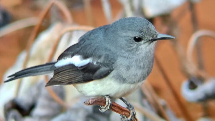 🤔 Birdwatching on your phone 🤔??? 🥰🥰!! Count the feathers!! 🥰🥰
