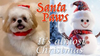 Shih tzu Puppy As The Santa Paws in It's Almost Christmas ( Cuteness Overload)