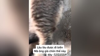 Mều đi biển mèo meow meocatmoi