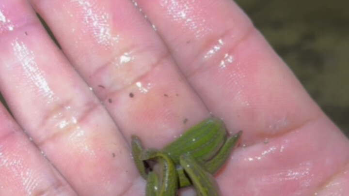 Every time after the water level rises, there are tons of crayfish in the river. Today was another b