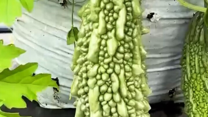 Agro life in Malaysia  #reelsvideoシ #agriculture #everyone #followers #farming #malaysian