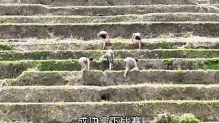 《爬梯田比赛》爬田比赛靠作弊获奖，你是心高气傲。被无人机拍视下，你是生死难料。井桂林 #爬梯田 #开耕节#万万没想到 #震惊