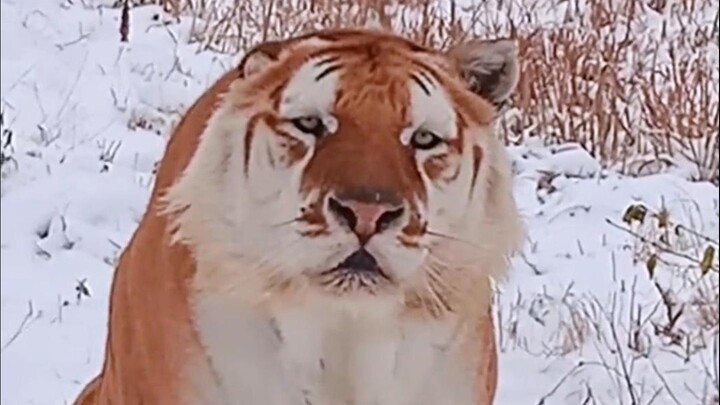 Whose tiger is named Doudou?