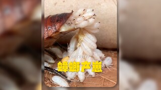 有些种类的蟑螂会直接在体内孵化卵，然后生出来....