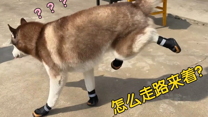 当二哈穿上鞋子后，笑死…四只脚各走各的！