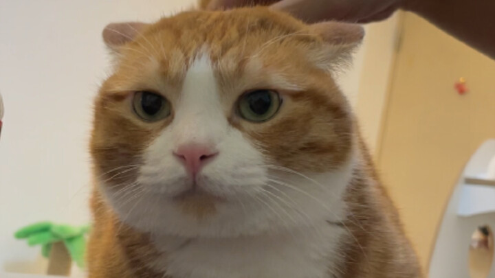 The little kitten froze dead after getting scolded (;｀O´)o