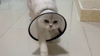 แมวมันจะโชคร้ายขนาดนั้นได้ยังไง!