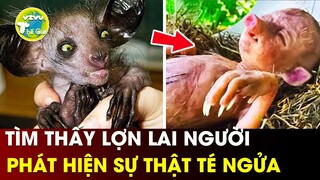 8 Sinh Vật Kỳ Lạ & Bí Ẩn Được Tìm Thấy Trong Rừng | Vivu Thế Giới