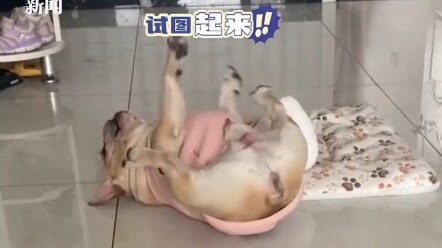 Keteguhan hati anak anjing