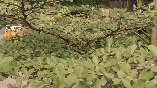 জুম বেগ বিদেশি গাছ ২০২৫