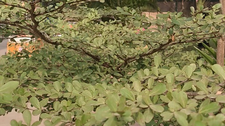 জুম বেগ বিদেশি গাছ ২০২৫