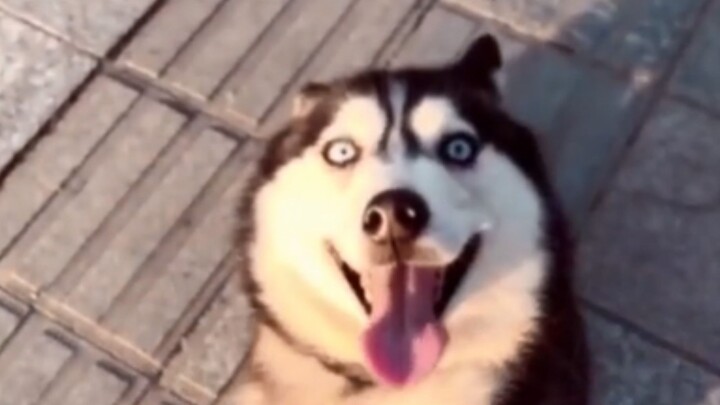 Apakah anjing husky pintar atau tidak, cukup lihat dari tatapan matanya!