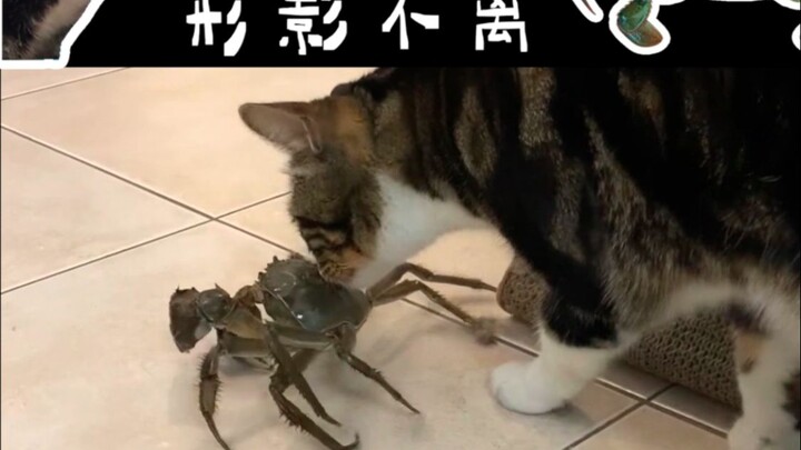 My lunch almost became your “Fulan de” [Pee-Pee is a Cat]