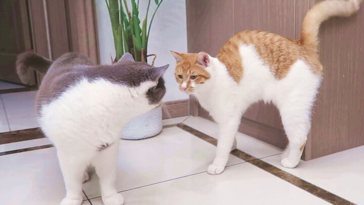 【فطر الكاكي】 اتضح أن قطط الريف صعبة المراس للغاية! حالة واقعية عن العادات السيئة للقطط البلدية~