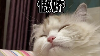 I shouldn't be asking too much of my cat, right...?