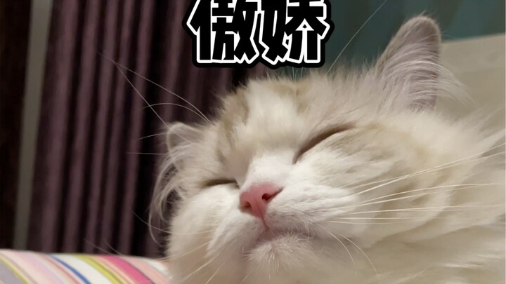 应该不是我强猫所难吧……