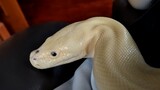 [Pets] Snake Outdoor