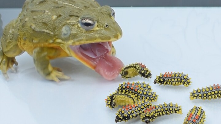 Bull Frog Challenging the Deadly Slug Moth Caterpillar