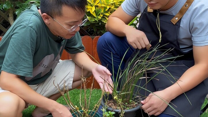 Why do newly bought flowers wither after being cared for for a while?