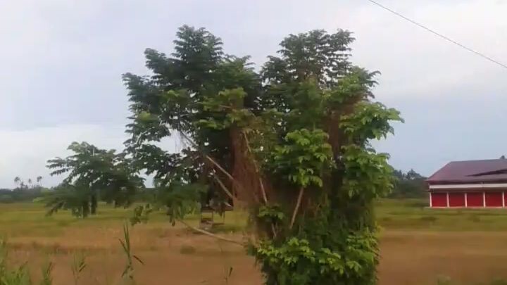 pandangan waktu pagi jalan melaboh menuju Banda Aceh paya baro