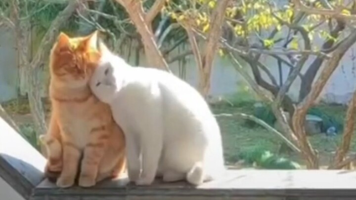 “Ternyata ngeliat kucing pacaran juga manis banget~”