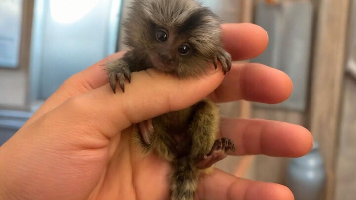 قرد صغير مخملي لطيف ومحظوظ