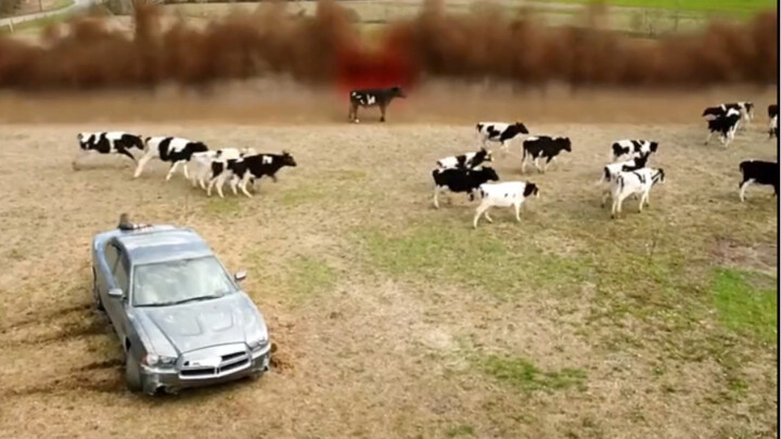 The man was driving and swerved to avoid a cow, only to crash into a fence—yet it was these very two