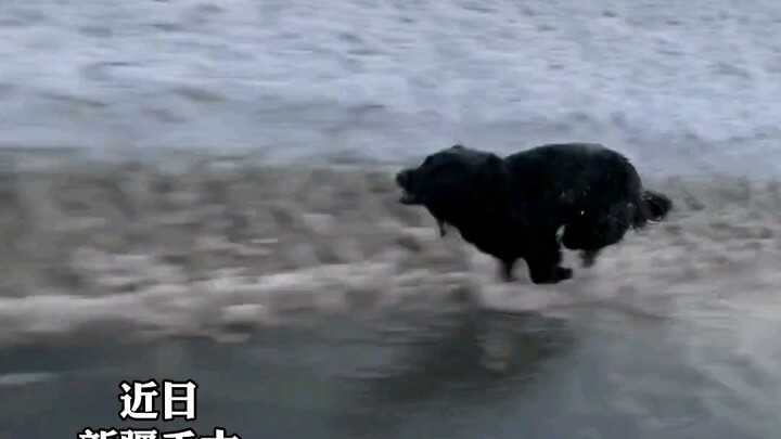 Bạn bè trượt tuyết rời Hỏmộc, chú chó thường xuyên được cho ăn cứ thế rượt theo không ngừng.