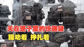 刚开始被这件作品吓了一跳！以为里面是动物...