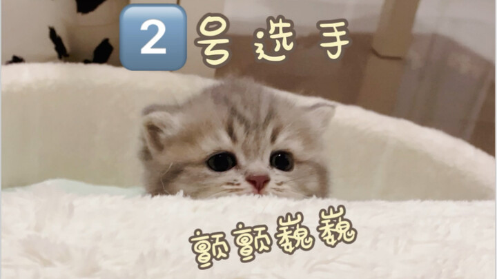 Mèo con sữa lần đầu vượt ngục, sẽ trốn đi đâu đây!