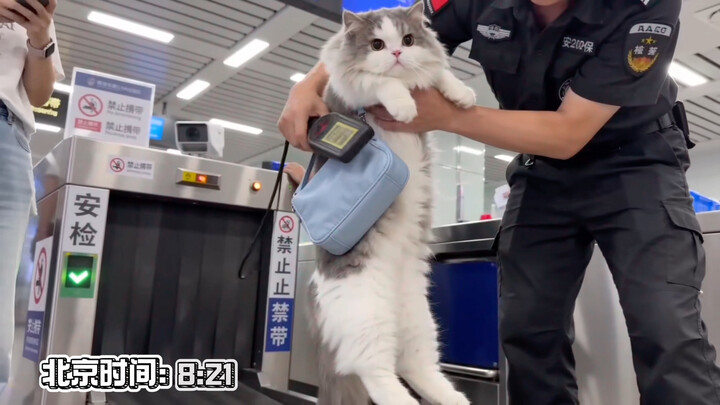 A newbie cat’s taste of real life: the workplace edition. Goodness… turns out working is way more ex