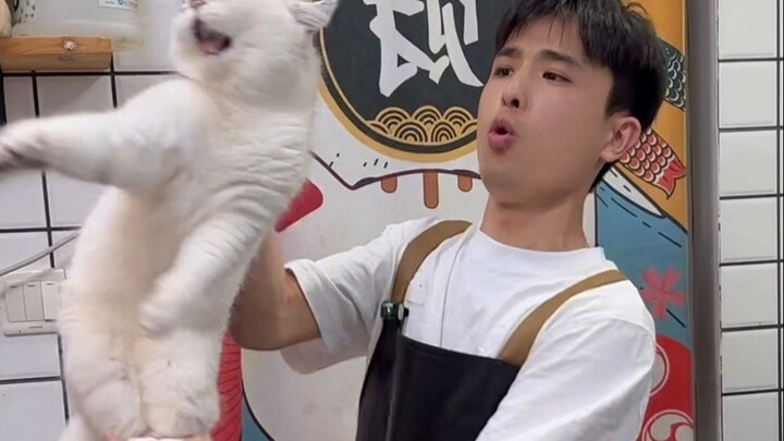 Mèo bạc xám tinh nghịch, nóng nảy